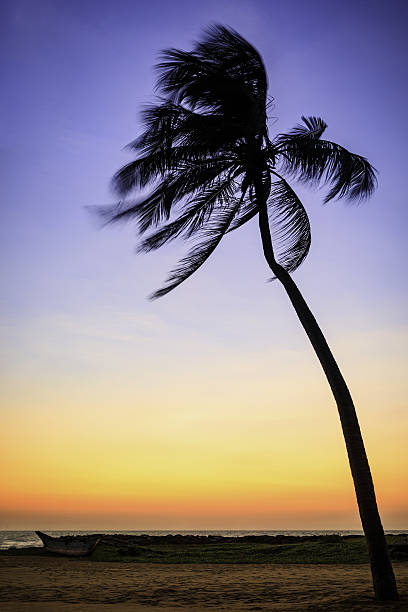 istock silhouette of palm tree on the wind at sunset 638880908