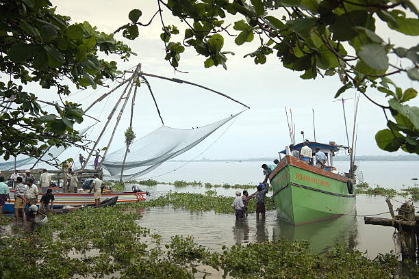 Chinese Fishing Nets - Kochi - Tamil Nadu - India Kochi, India - November 4, 2006: Chinese Fishing Nets and fishing boats landing the nights catch in the early morning near the city of Kochi in the Tamil Nadu region of southern India. Kochi, also known as Cochin, is a major port city on the southwest coast of India by the Arabian Sea and the Laccadive Sea and is part of the district of Ernakulam in the state of Kerala. In India, Chinese fishing nets are fishing nets that are fixed land installations. They are huge mechanical contrivances hold out horizontal nets of 20m or more across. Each structure is at least 10m high and comprises a cantilever with an outstretched net suspended over the sea and large stones suspended from ropes as counterweights at the other end. Each installation is operated by a team of up to six fishermen. cochin kerala india chinese fishing net stock pictures, royalty-free photos & images