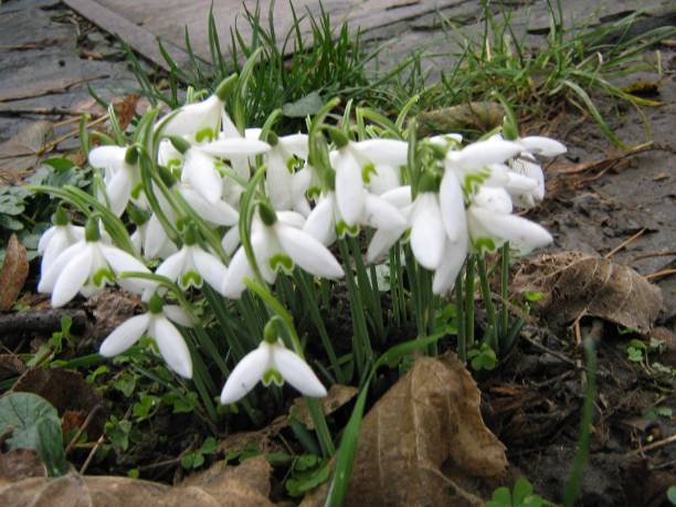 gotas de neve, primeiros prenúncios da primavera - harbinger - fotografias e filmes do acervo