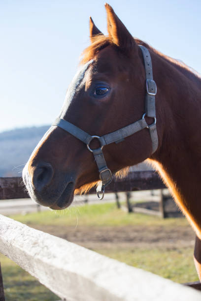 istock Head of a peaceful young stallion rural scene 638881434