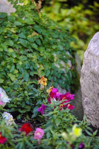 istock Japanese garden pink flowers 638881954
