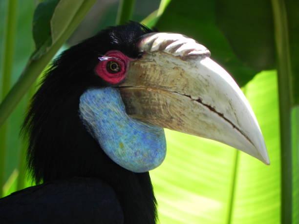 istock Parrot in the shadow of a palm 638884452