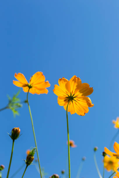 istock Yellow cosmos flower over blue sky backgroun 638884528