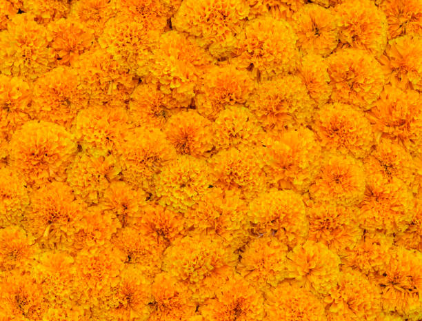 istock Yellow Marigold flower background 638885468