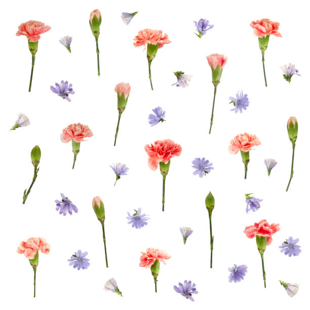 istock Red carnation and blue flowers floral pattern 638885936