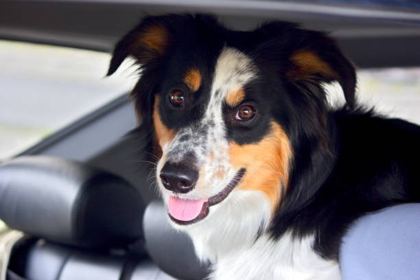 istock Dog on a car ride 638886484