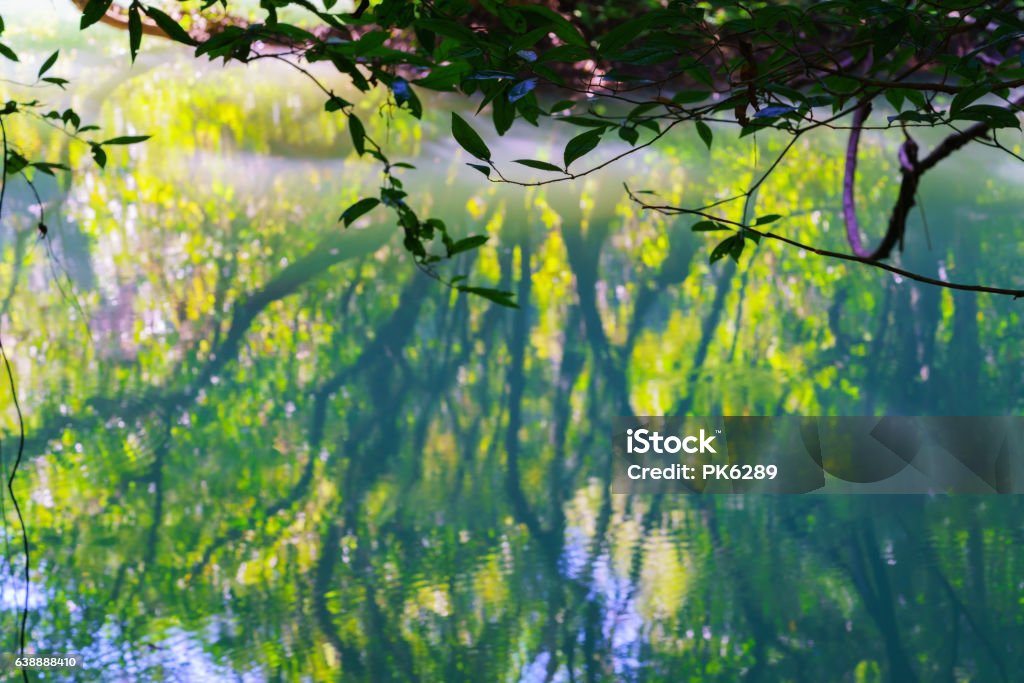 Tree Reflection Background Blurry Trees In Reflection Background Stock Photo - Download Image Now ...