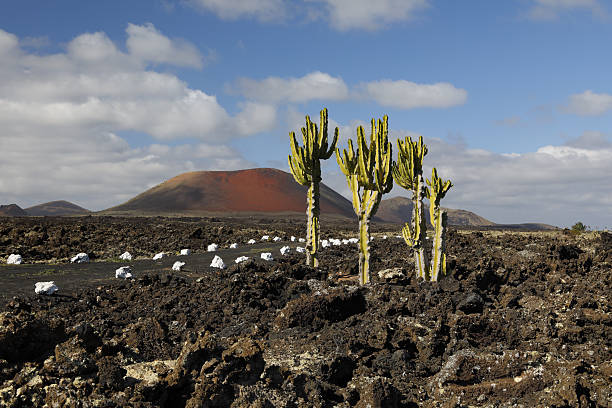 istock Lava field with cactus, Lanzarote 638888878