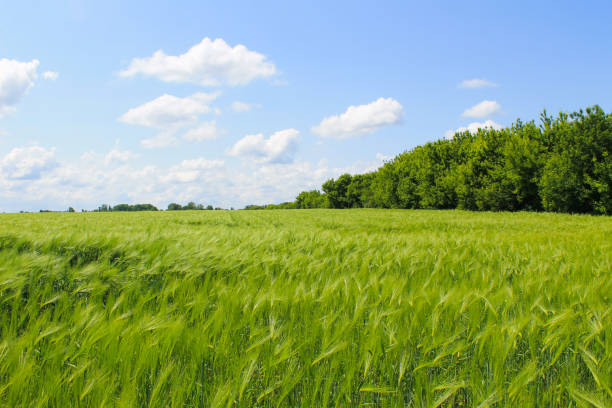 istock Field of green wheat 638889740
