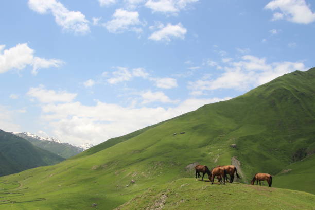 istock Horses and mountain landscape 638891054