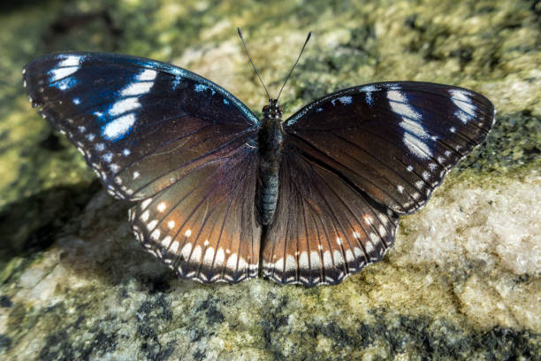 istock Close up of female Great Eggfly (Hypolimnas bolina) butterfly 638891428