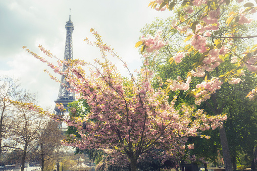 Low angle view of Eiffel Tower against sky during spring. Flowering trees are in front of tower at Champ-de-Mars in Paris. Travel locations.
