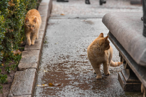 istock Cats walking in the Alhambra of Granada 638891994