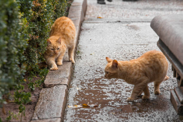 istock Cats walking in the Alhambra of Granada 638892100