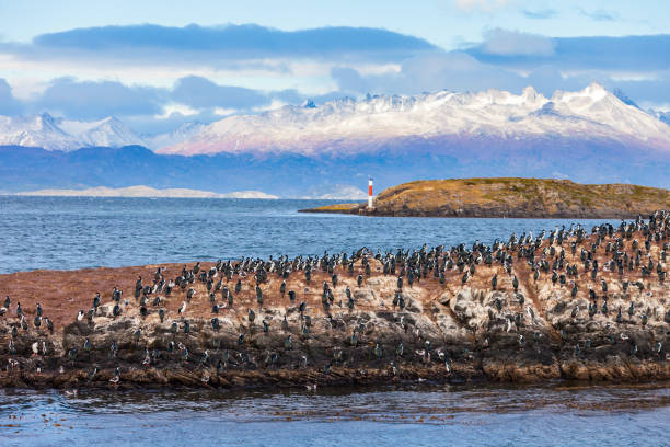 istock Bird Island near Ushuaia 638892784