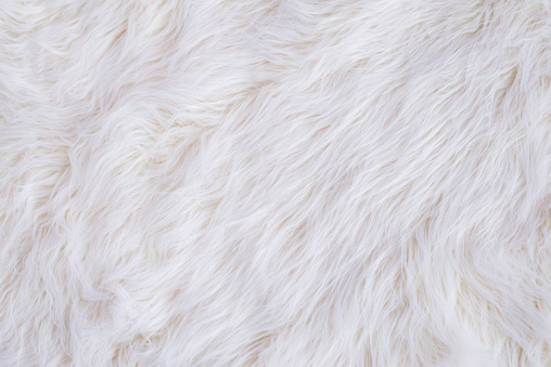 White Fur textura photo