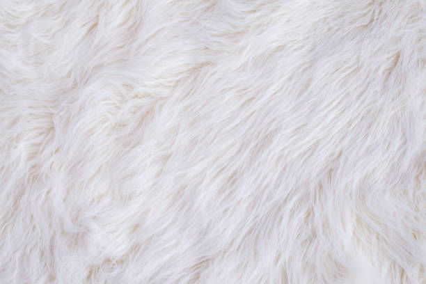 texture de fourrure blanche - poils photos et images de collection