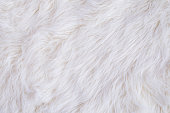 White Fur Texture