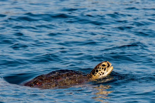 istock Turtle near Sipadan white sand beach Tropical turquoise paradise 638893674