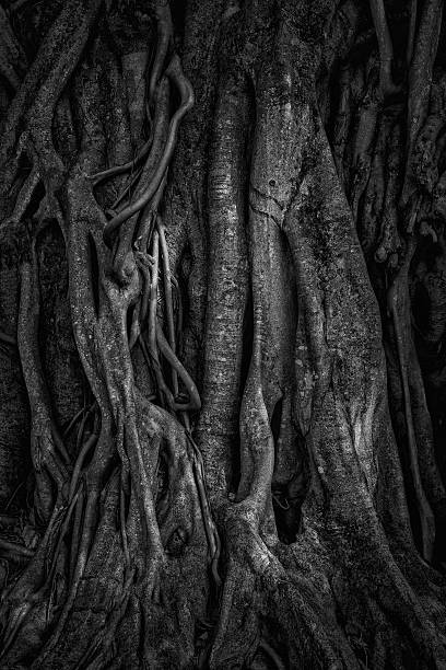 istock ficus magnolioide - historical giant tree in Sri Lanka 638894908