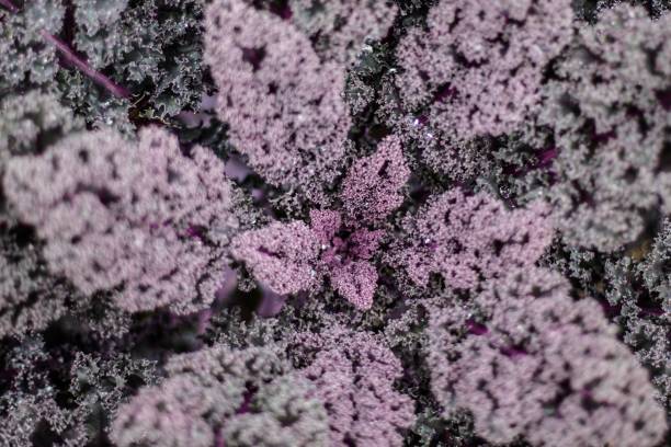 istock Perfection of kale 638895072