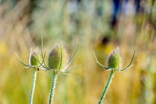Closeup of three overblown Fuller's teasel or Dipsacus fullonum plants in their own natural habitat on a sunny day in the Dutch summer season.