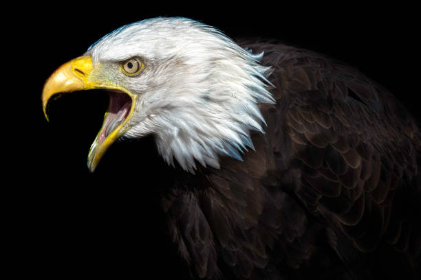 The Elder. An Old American Bald Eagle A high contrast image of an old American bald eagle. Many connotations of political power and senate. A fierce national bird with political undertones. neck ruff stock pictures, royalty-free photos & images