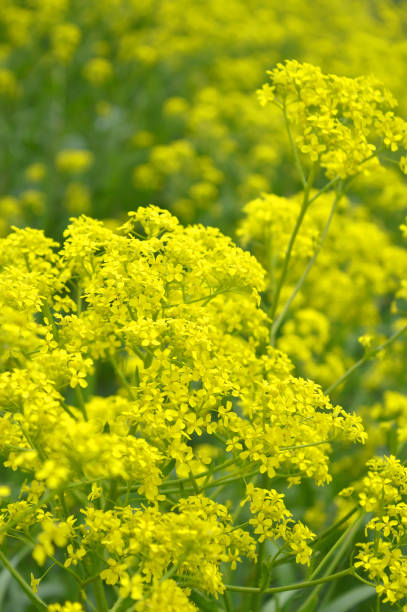 istock yellow wild flowers on field 638895502