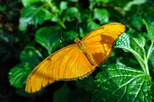 Butterfly Julia, (Dryas iulia),close up