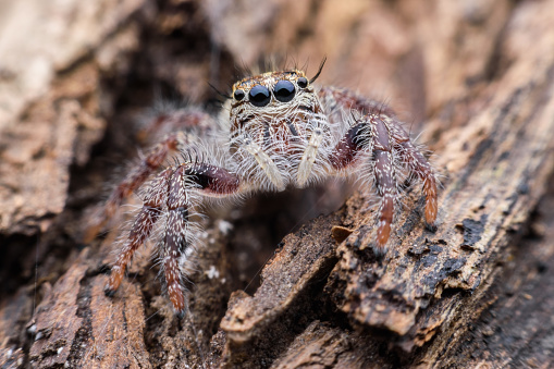 Female Hyllus diardi or Jumping spider on rotted wood