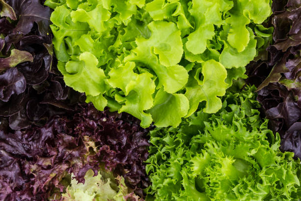 istock Mix Salad Leaves Background 638896058