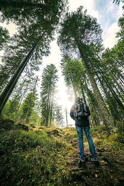 istock Explorer young man in the wood 638897898