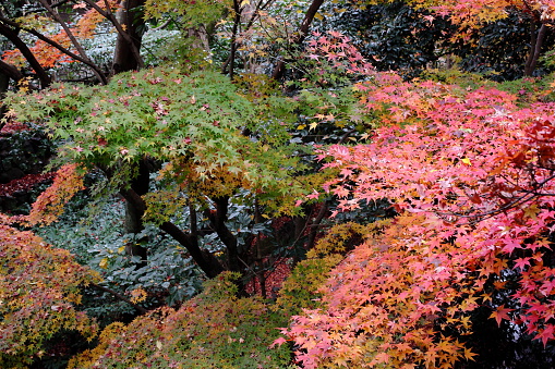 The view from Tsutenkyo Bridge at Tofukuji Temple in autumn. Maple maples colored in various colors.