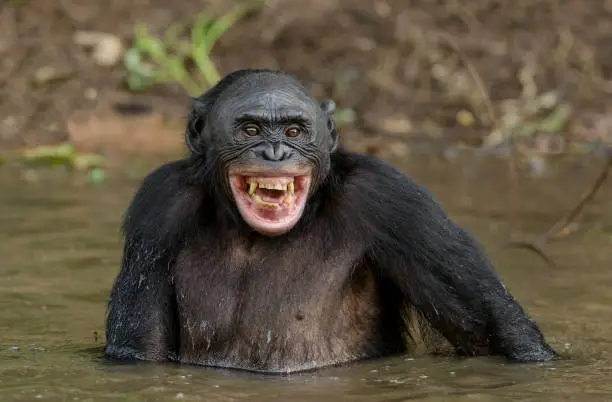 Smiling Bonobo in the water.  Bonobo in the water with pleasure and smiles. Bonobo standing in pond looks for the fruit which fell in water. Bonobo (Pan paniscus). Democratic Republic of Congo. Africa