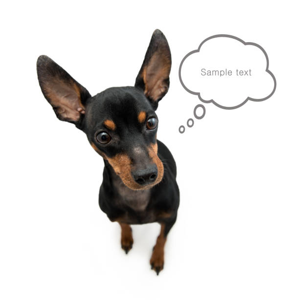 istock Miniature-pinscher sitting against white background 638901610