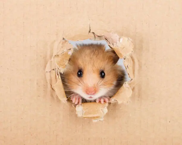 Little hamster looking up in cardboard side torn hole