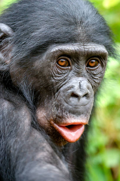 istock Close-up Portrait of Bonobo 638902970