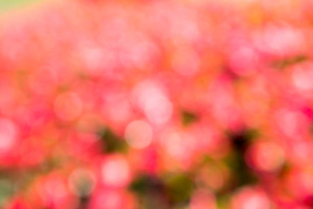 Abstract red, pink, white bokeh background