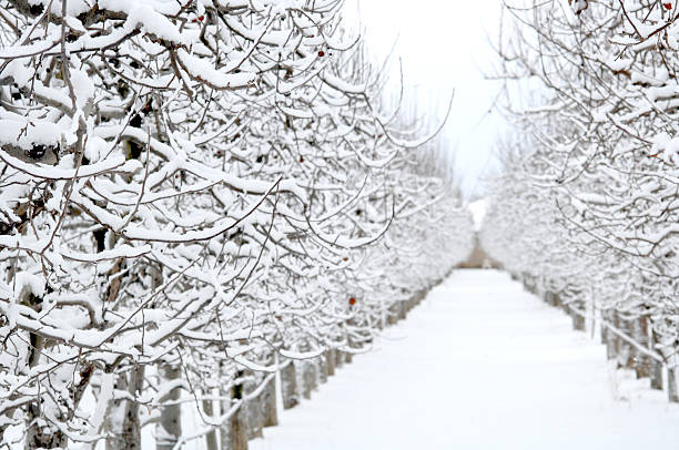 istock Apple orchard covered with snow in winter 638903532