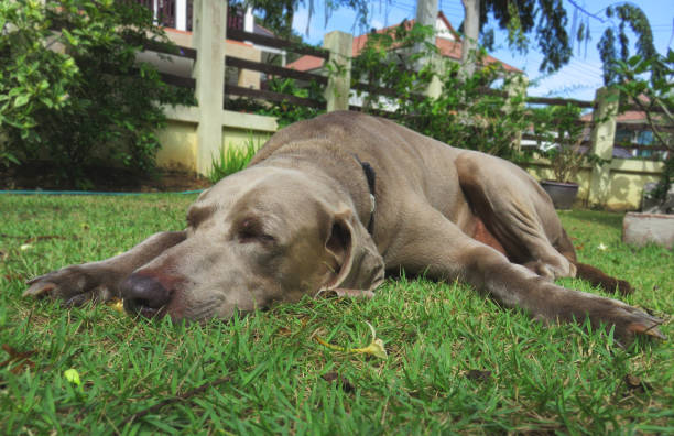 istock Weimaraner dog asleep in garden 638904464
