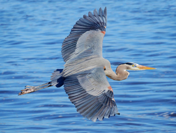 istock Great Blue Heron Flying Over the Ocean 638905534