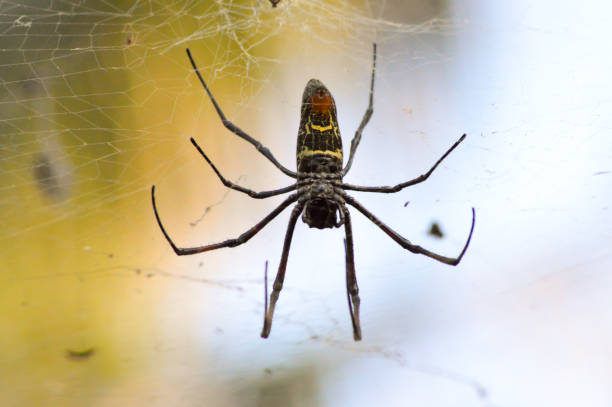 istock African spider the size of a hand 638910532