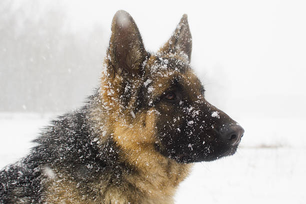 istock dog on a winter walk 638912402