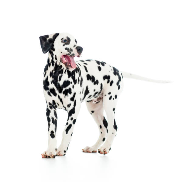 istock Dalmatian dog, isolated on white 638912438