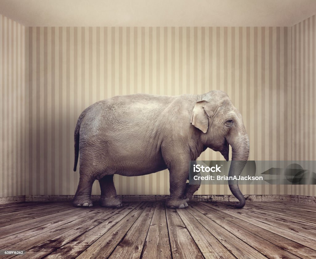 Elephant in the room Elephant in the room metaphor for an obvious problem or risk no one wants to discuss Elephant Stock Photo