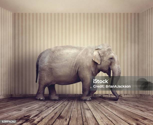 Elephant In The Room Stock Photo - Download Image Now - Elephant, Domestic Room, Uncomfortable