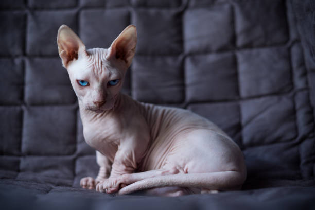 Baby cat Bambino is sitting on a sofa. He is a breed of cat that was created as a cross between the Sphynx and the Munchkin breeds. sphynx hairless cat stock pictures, royalty-free photos & images