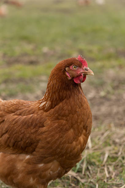 istock Chicken on free land farm 638917990