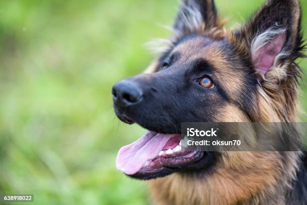 Young Dog German Shepherd On The Grass Stock Photo - Download Image Now - 2-5 Months, German Shepherd, Animal