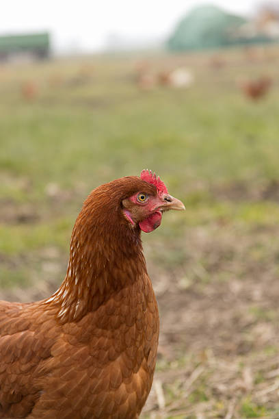 istock Chicken on free land farm 638918034